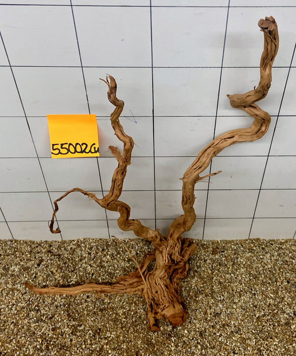 55002CU - Curlwood Wurzel Holz