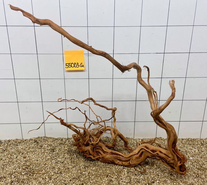 55003CU - Curlwood Wurzel Holz