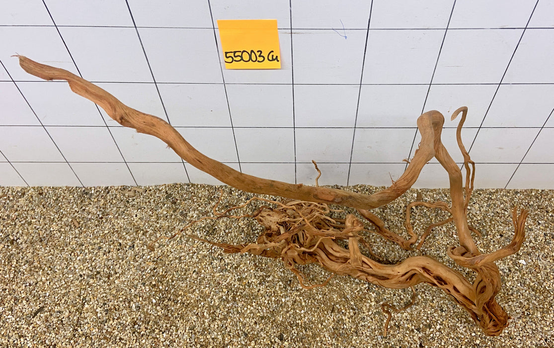 55003CU - Curlwood Wurzel Holz