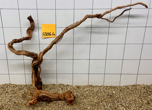 55006CU - Curlwood Wurzel Holz