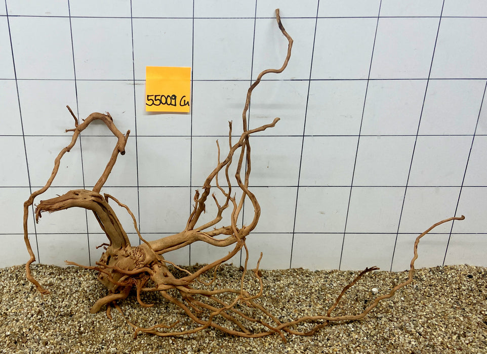 55009Cu - Curlwood Wurzel Holz