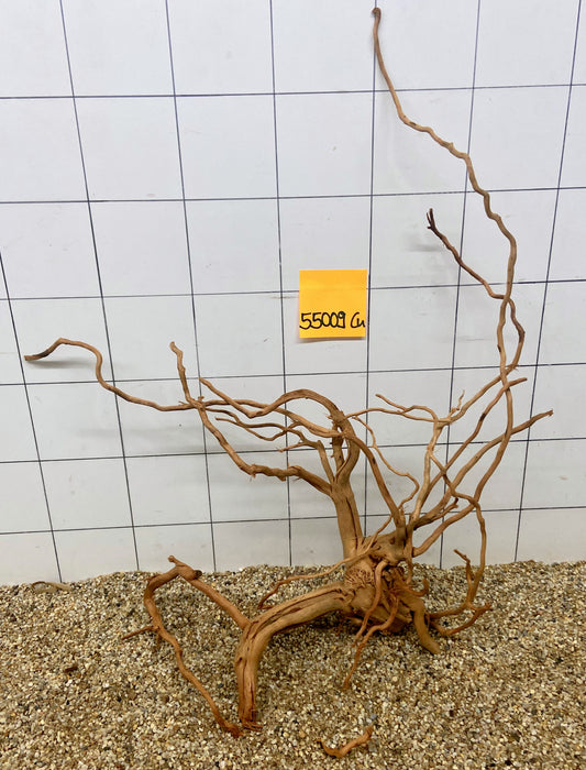 55009Cu - Curlwood Wurzel Holz