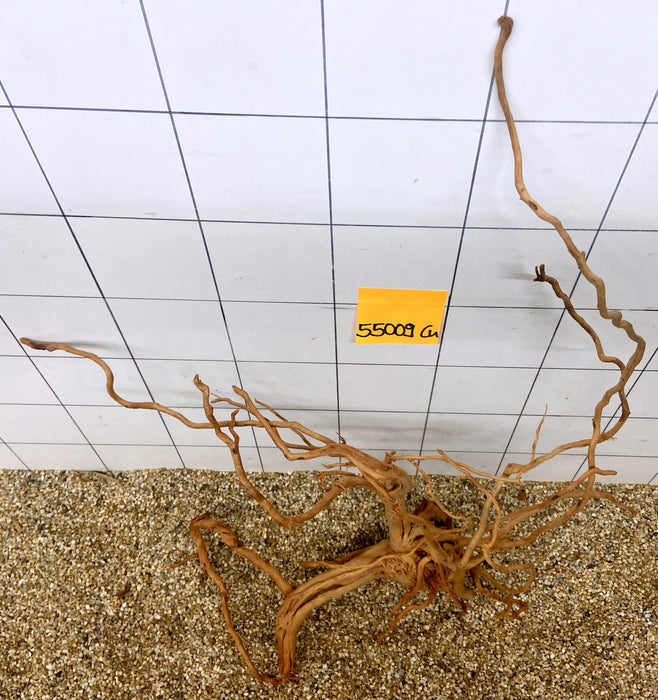 55009Cu - Curlwood Wurzel Holz