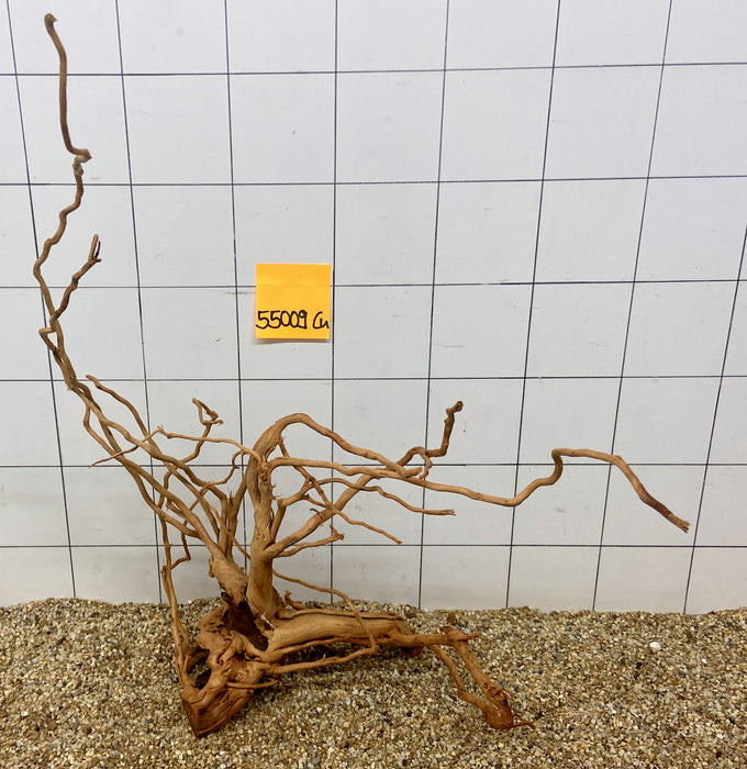 55009Cu - Curlwood Wurzel Holz