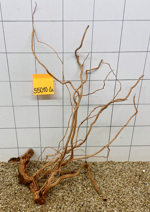 55010Cu - Curlwood Wurzel Holz