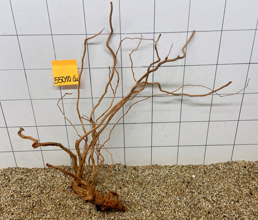 55010Cu - Curlwood Wurzel Holz