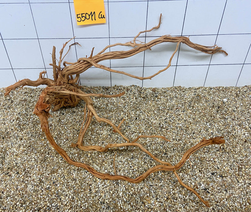 55011Cu - Curlwood Wurzel Holz