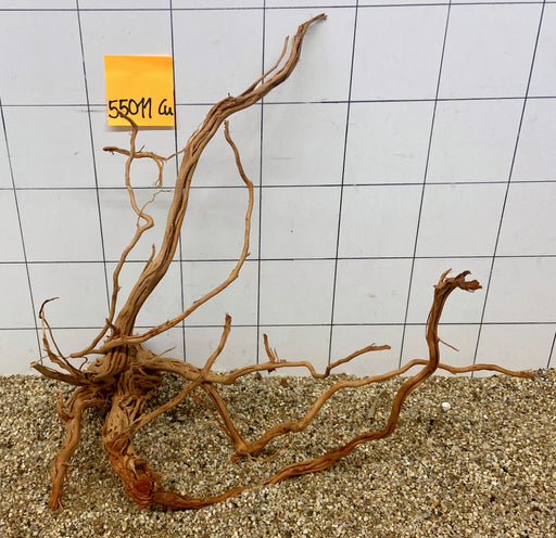 55011Cu - Curlwood Wurzel Holz
