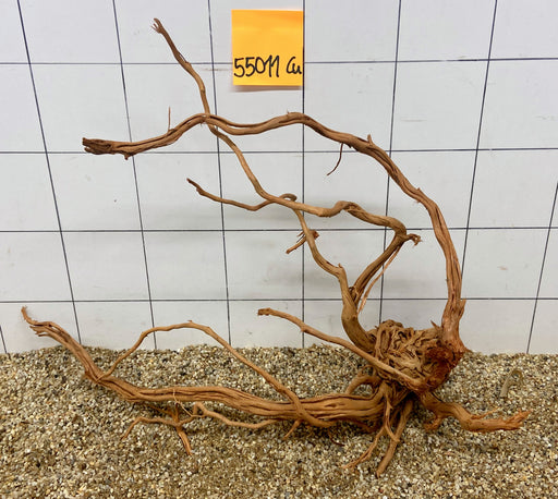 55011Cu - Curlwood Wurzel Holz