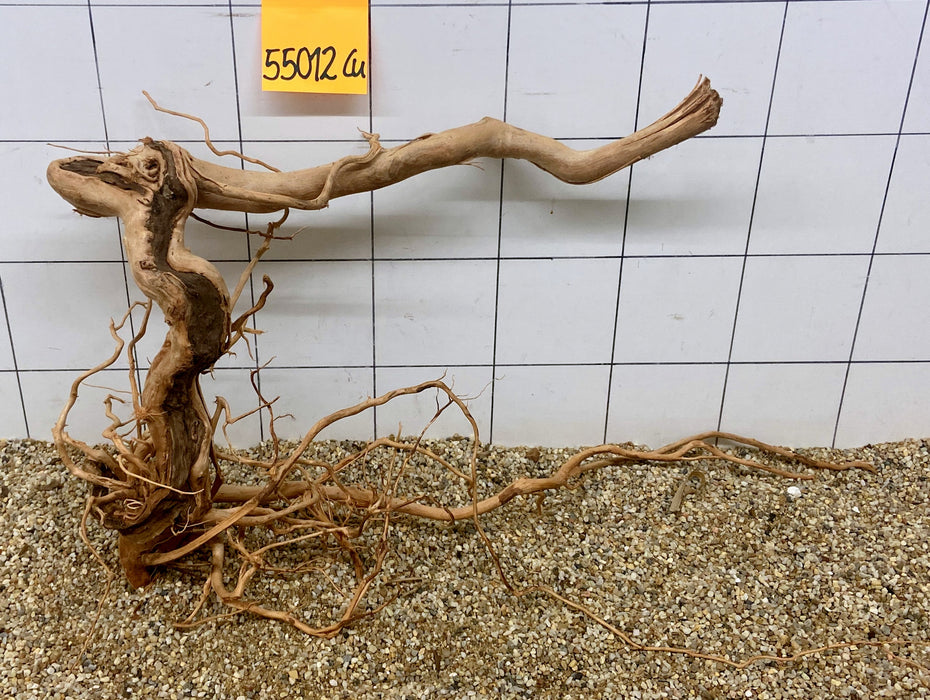 55012Cu - Curlwood Wurzel Holz