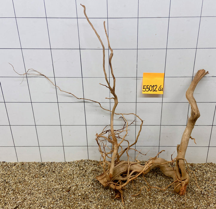 55012Cu - Curlwood Wurzel Holz