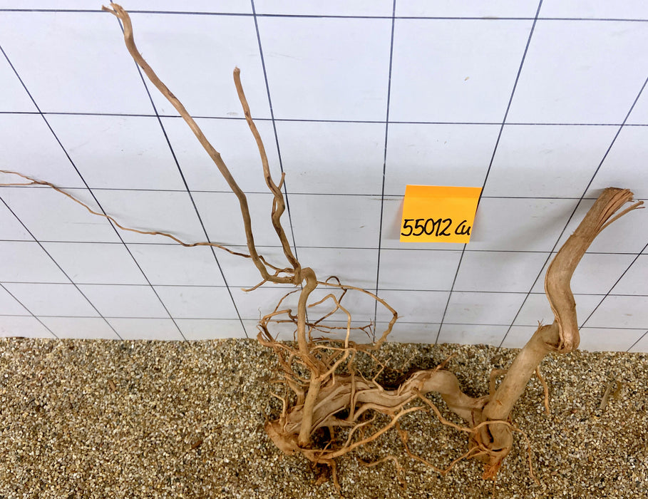 55012Cu - Curlwood Wurzel Holz