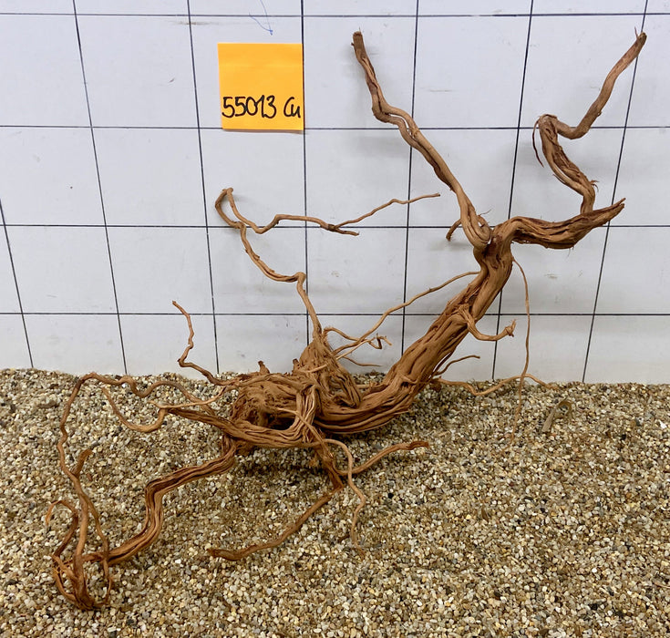 55013Cu - Curlwood Wurzel Holz