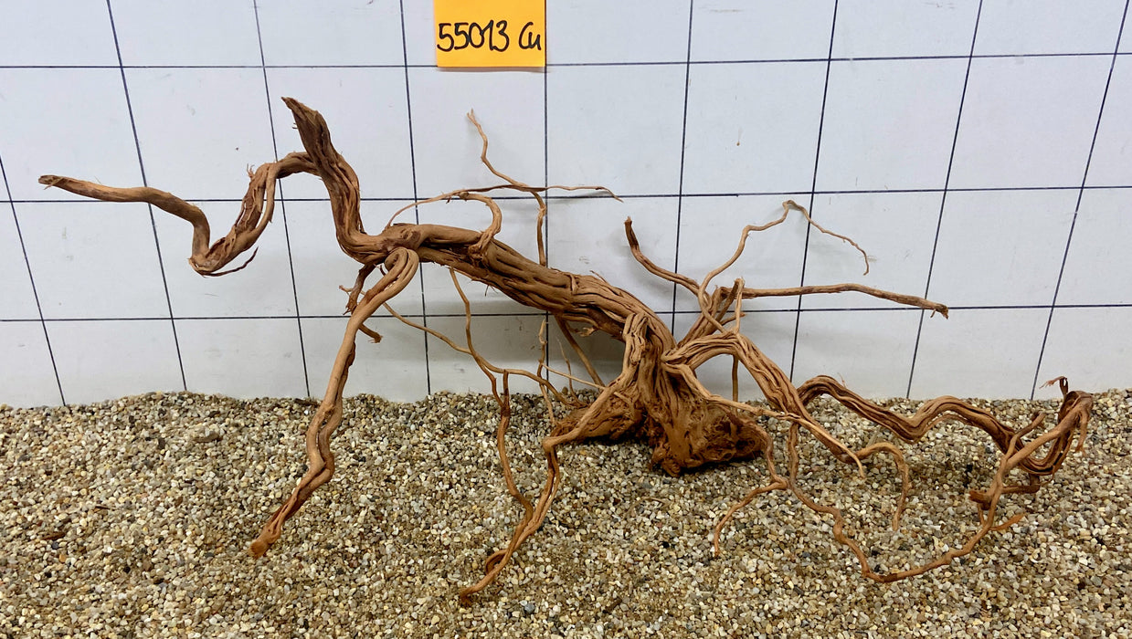 55013Cu - Curlwood Wurzel Holz