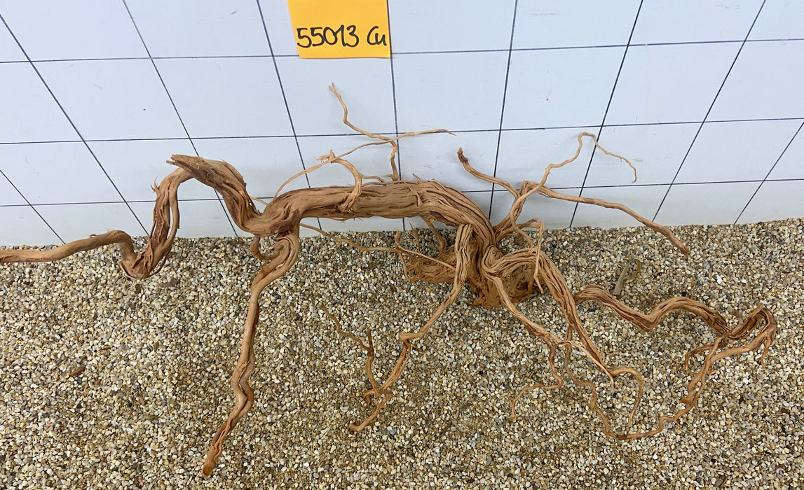 55013Cu - Curlwood Wurzel Holz