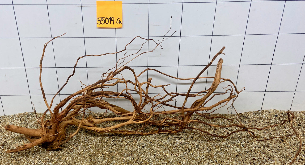 55014Cu - Curlwood Wurzel Holz