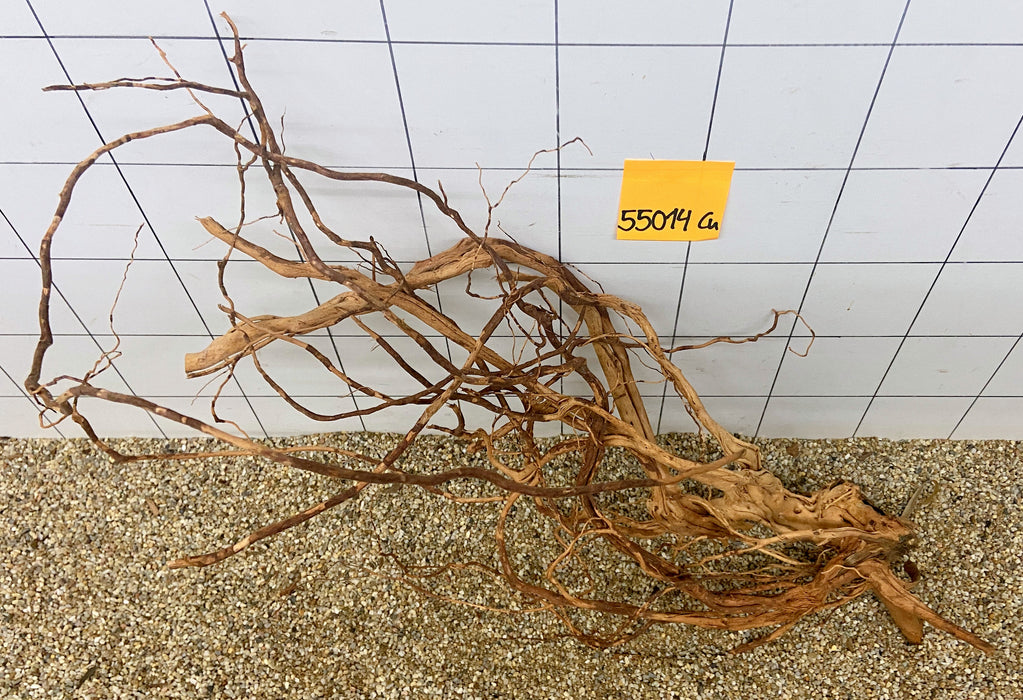 55014Cu - Curlwood Wurzel Holz