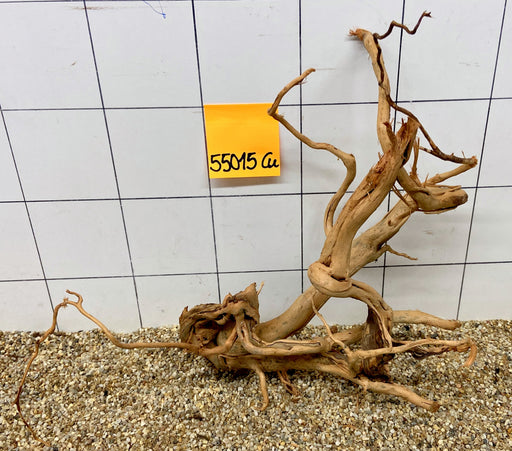55015Cu - Curlwood Wurzel Holz