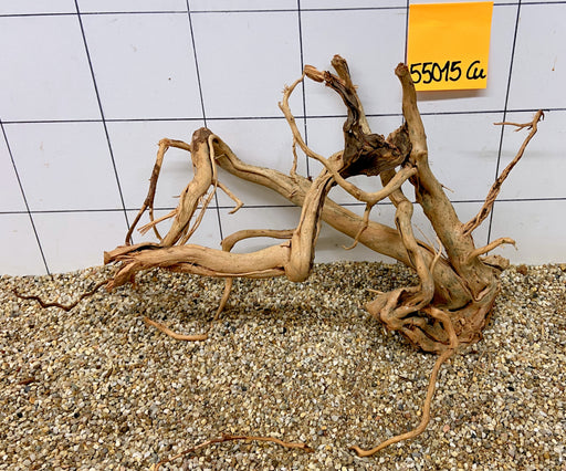 55015Cu - Curlwood Wurzel Holz