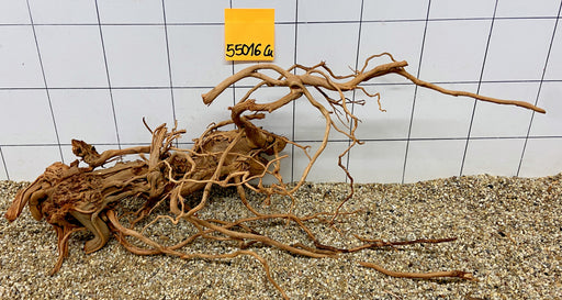 55016Cu - Curlwood Wurzel Holz