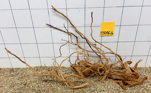 55016Cu - Curlwood Wurzel Holz