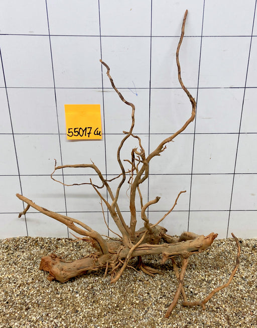 55017Cu - Curlwood Wurzel Holz