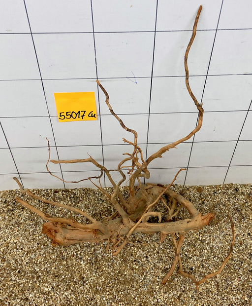 55017Cu - Curlwood Wurzel Holz