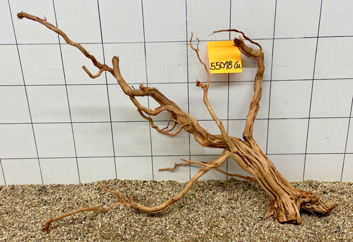 55018Cu - Curlwood Wurzel Holz