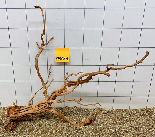 55018Cu - Curlwood Wurzel Holz