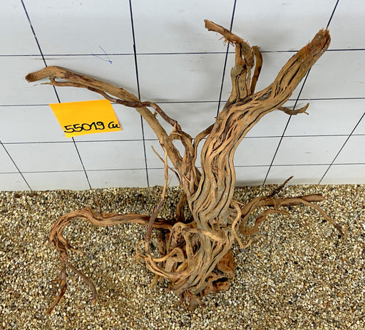 55019Cu - Curlwood Wurzel Holz