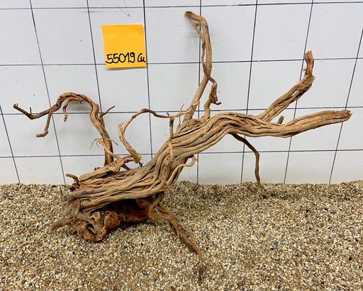 55019Cu - Curlwood Wurzel Holz