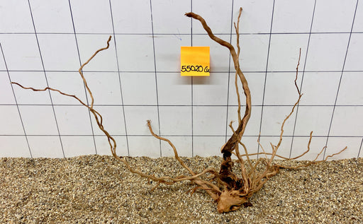 55020Cu - Curlwood Wurzel Holz