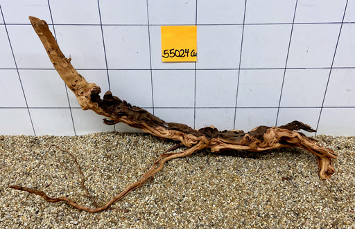 55024Cu - Curlwood Wurzel Holz