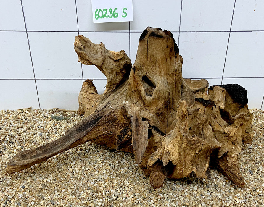 60236S Samoa Wurzel Holz