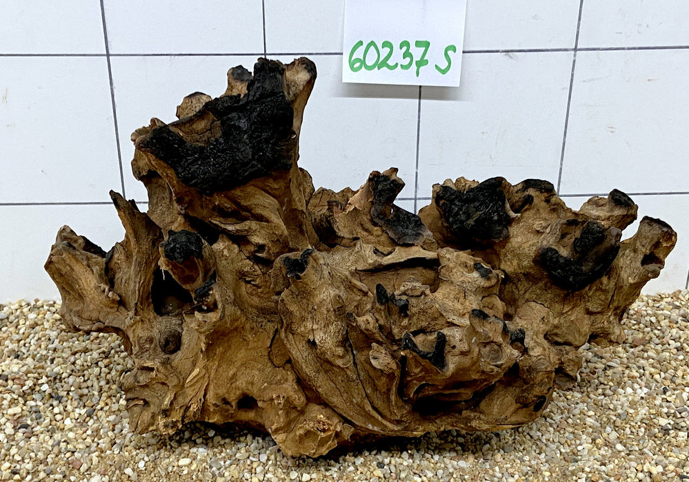 60237S Samoa Wurzel Holz