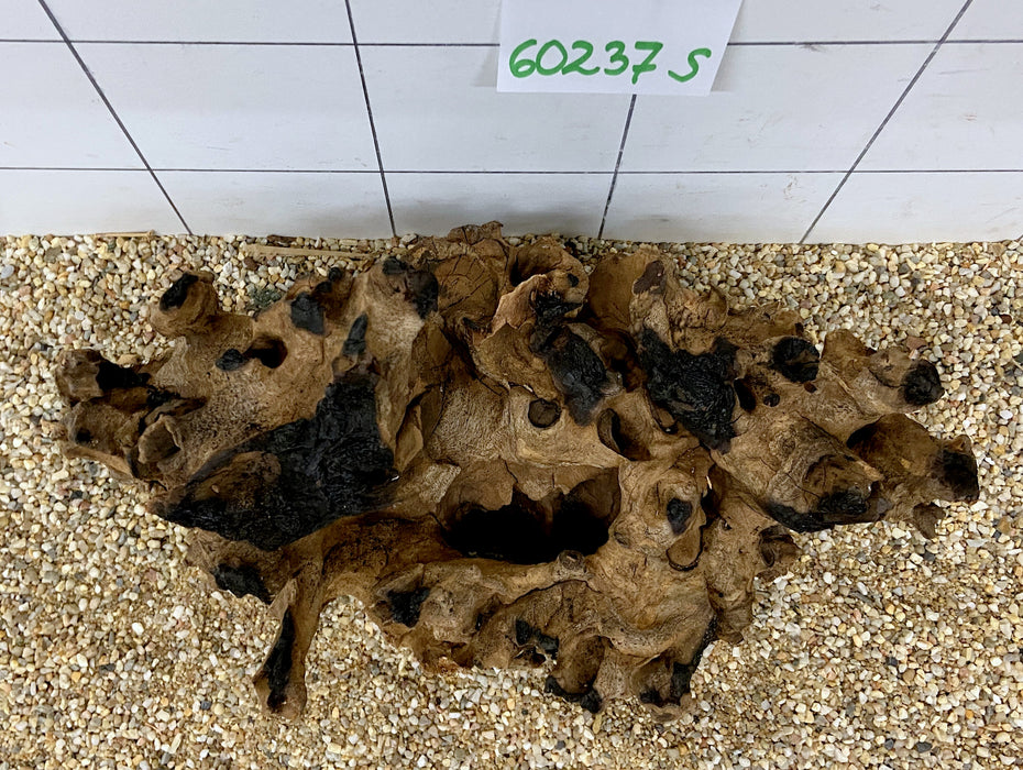 60237S Samoa Wurzel Holz