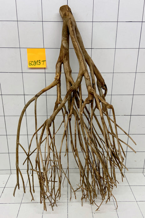 60313T Talawa Wurzel Holz XL