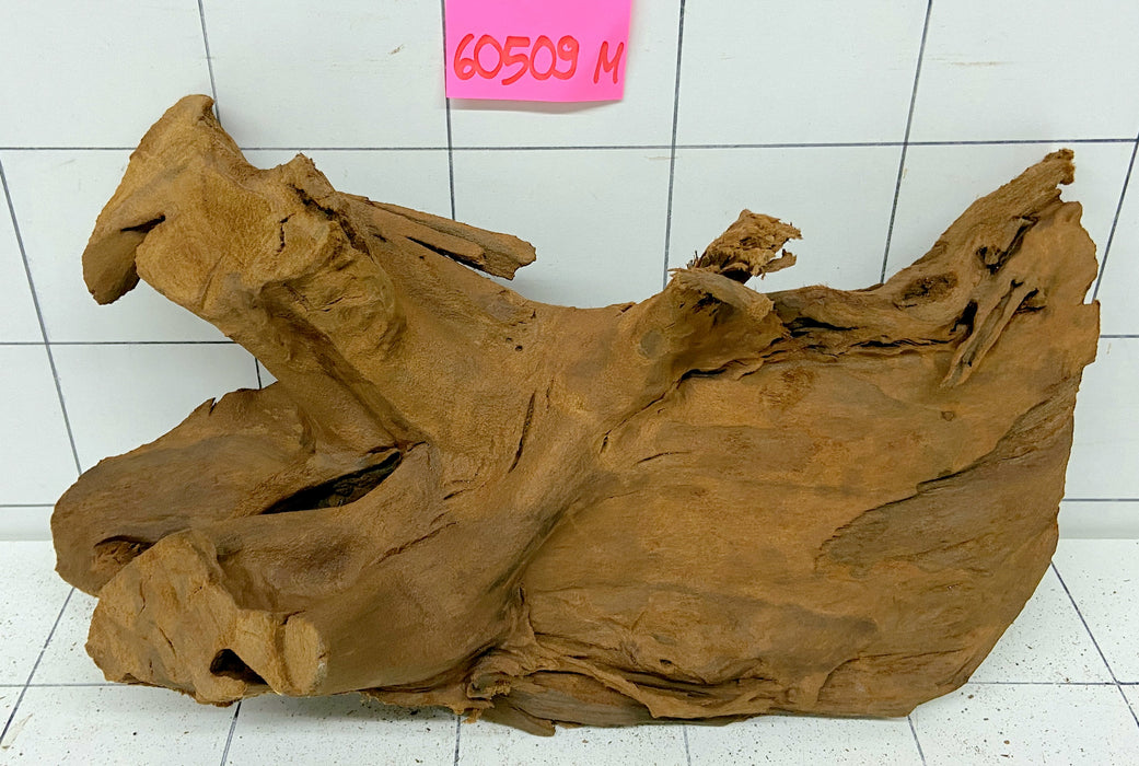 60509M - Mangrovenwurzel Holz