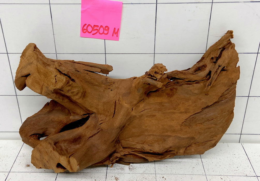 60509M - Mangrovenwurzel Holz