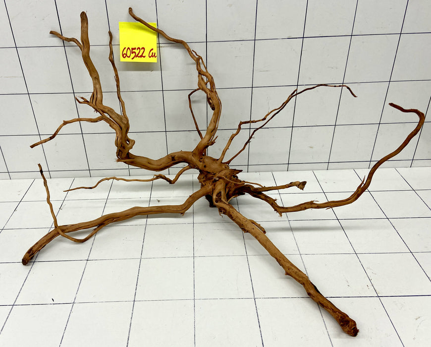 60522Cu - Curlwood Wurzel Holz