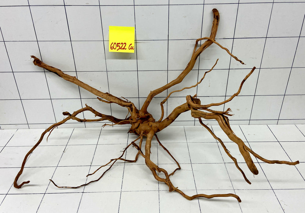 60522Cu - Curlwood Wurzel Holz