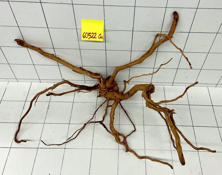 60522Cu - Curlwood Wurzel Holz