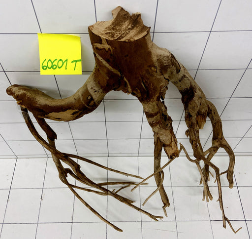 60601T Talawa Wurzel Holz