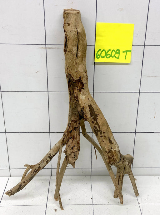 60609T Talawa Wurzel Holz