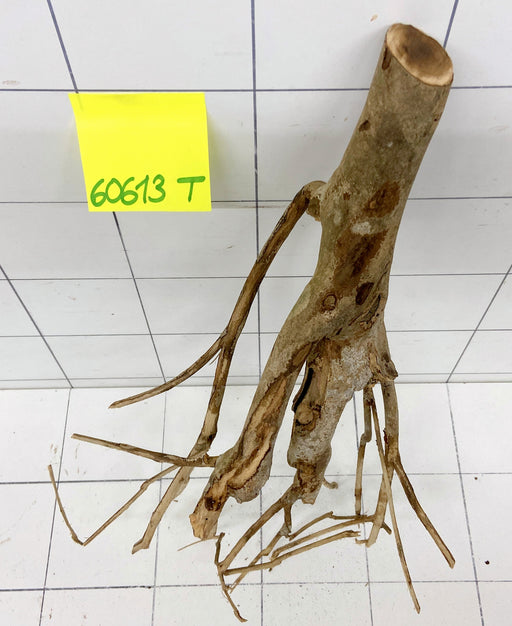 60613T Talawa Wurzel Holz