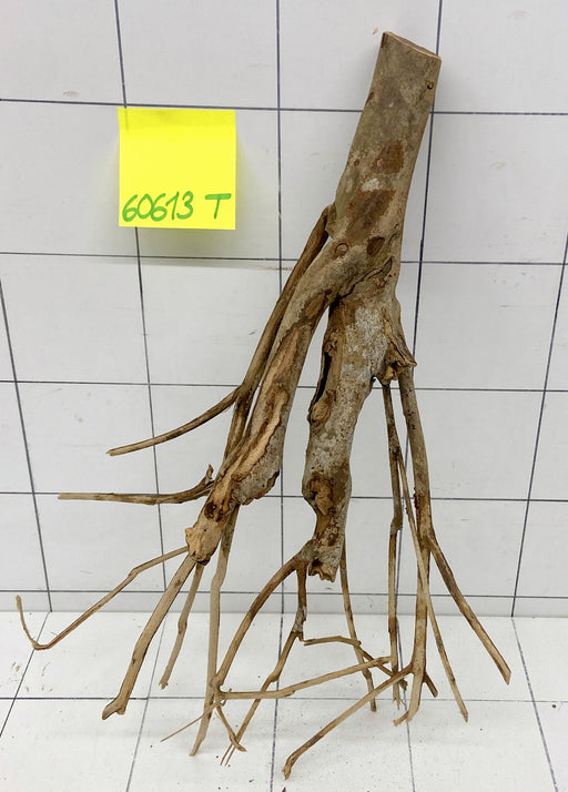 60613T Talawa Wurzel Holz