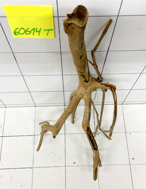 60614T Talawa Wurzel Holz