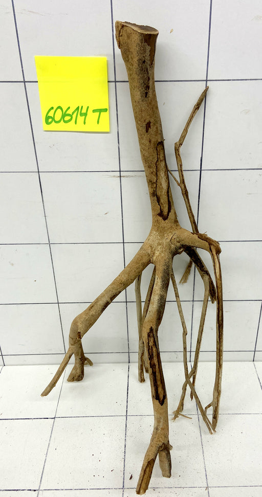 60614T Talawa Wurzel Holz