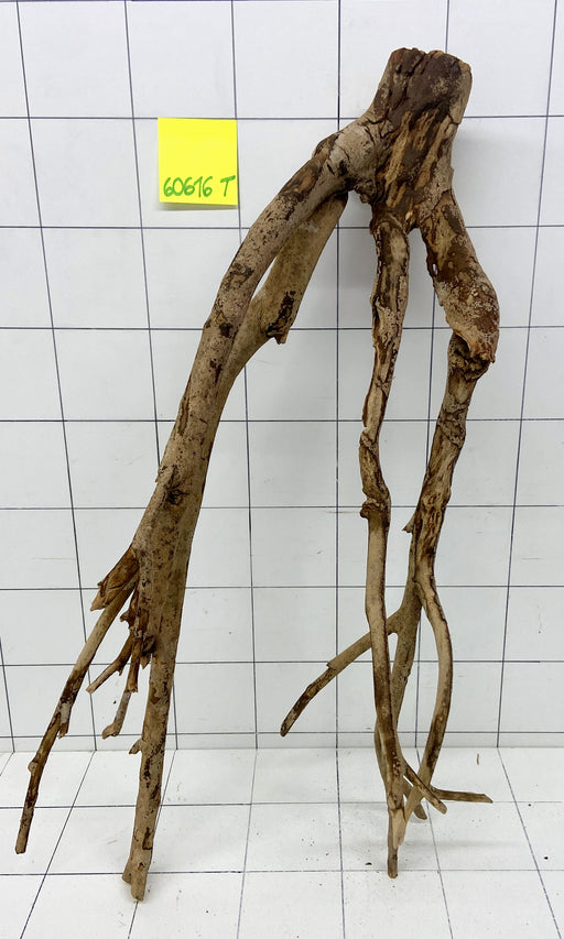 60616T Talawa Wurzel Holz