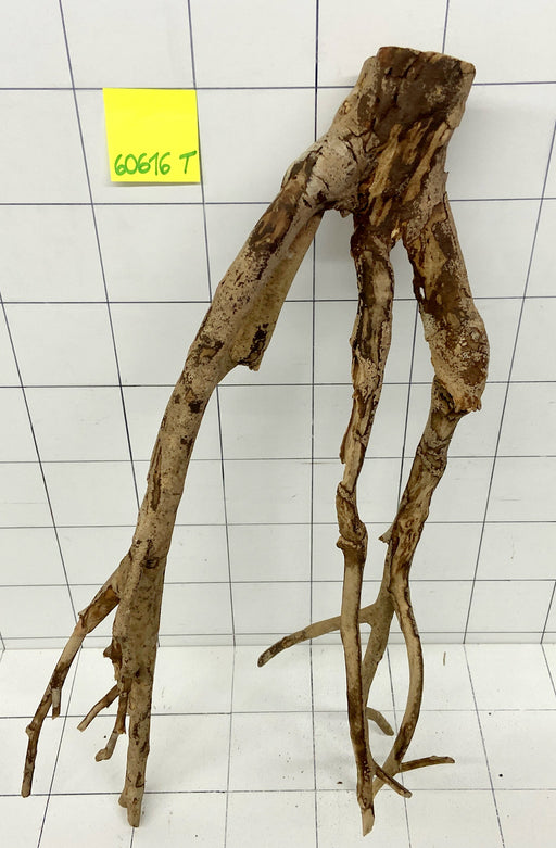 60616T Talawa Wurzel Holz